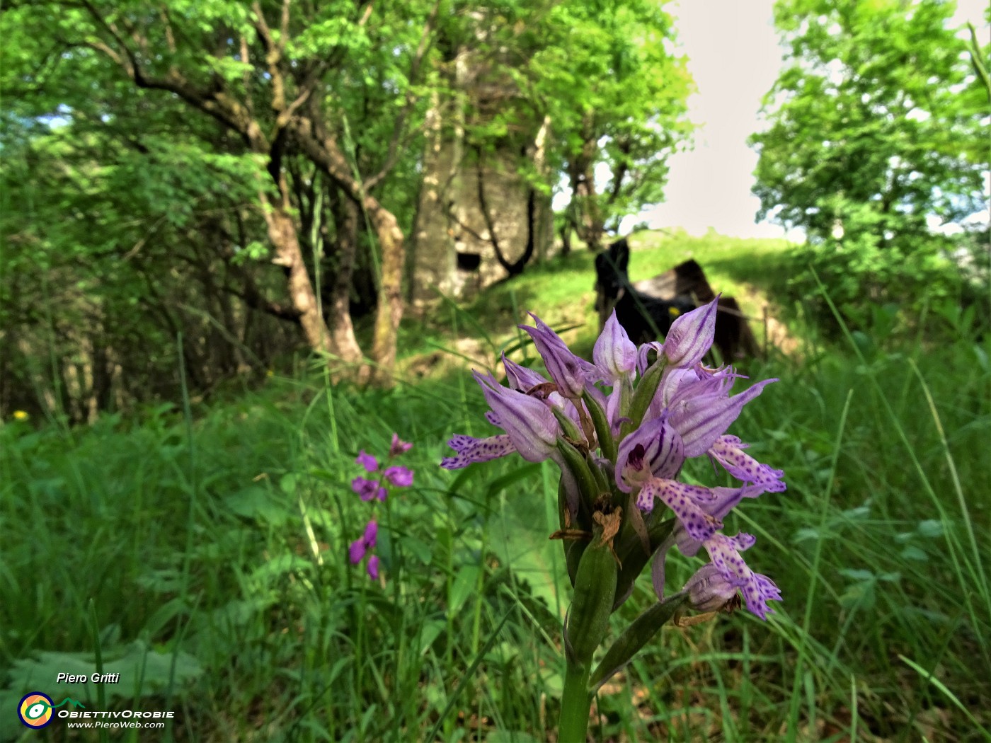 40 Neotinea tridentata (Orchidea screziata).JPG